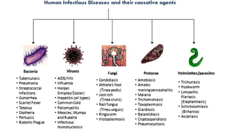 Mapping Outbreaks: Analyzing Patterns of Infectious Diseases