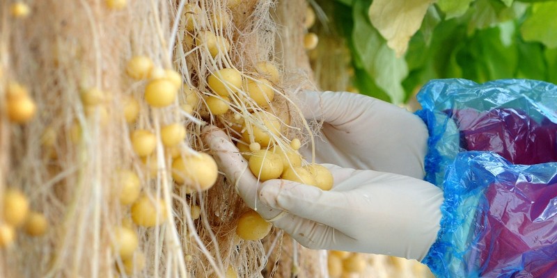 hydroponics potatoes
